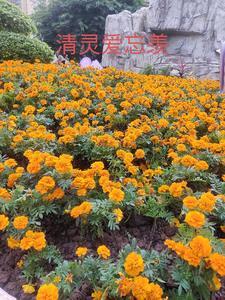 反派庶女不好惹封面